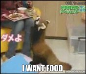 hungry-tanuki-wants-his-food_gp_2635395.jpg