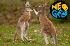 Kangaroo boxing.jpg