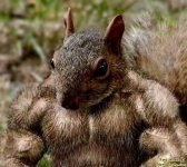 e0126fed3d8375b617c7f21d1d27c18d-buff-squirrel.jpg