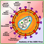 aids-hiv-anatomy.gif