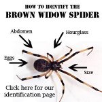 id_brown_widow_illustration.jpg