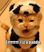 panda cat.jpg