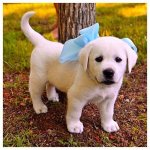 246577-Sweet-Puppy.jpg