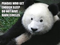 pandas-funny-pictures-quotes-memes-jokes-52318.jpg