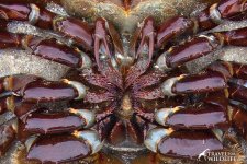 closeup-mouth-horseshoe-crab2.jpg