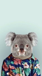 HD-wallpaper-koala-mn-vg.jpg