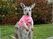 wallaby.jpg