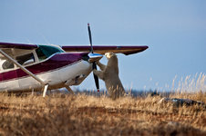 polar-bear-safari-churchill-wild-nanuk-polar-bear-lodge-richard-voliva.jpg