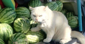 cat-guards-watermelons-fb.jpg