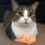 cat hands 001.jpg