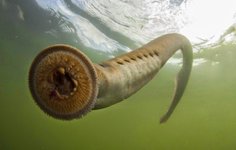 Pacific-lamprey-An-Introspective-World-3886481477.jpg