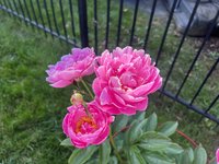 IMG_2107.jpeg