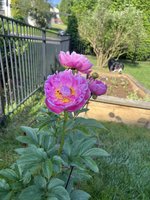 IMG_2106.jpeg