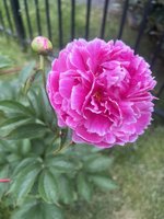 IMG_2084.jpeg