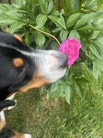 IMG_2088.jpeg