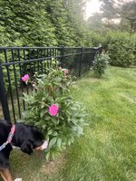 IMG_2085.jpeg
