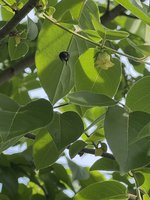 IMG_2231.jpeg
