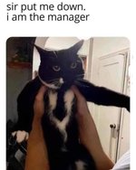 manager cat.jpg
