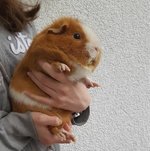 fat guinea pig.jpg