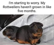 pigger.png