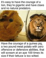 pig courage.jpg