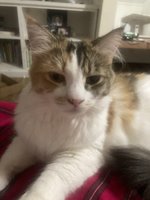 IMG_3468.jpeg