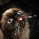 catlick.jpg