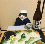 sushi cat.jpg