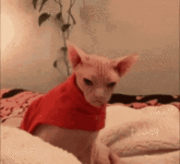 zoom cat.gif