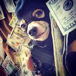money dog.jpg