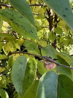 IMG_4383.jpeg