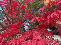 IMG_5038.jpeg