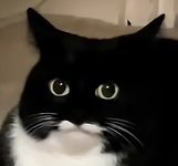 huhwat.jpg