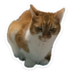 1733864195036.png