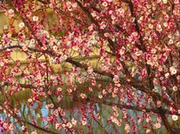 Spring2025-2.jpg