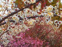Spring2025-3.jpg