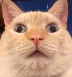 wha.png