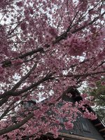 IMG_7427.jpeg