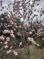 IMG_7425.jpeg