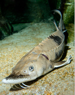 smokey_sturgeon.png