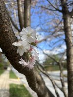 IMG_7703.jpeg