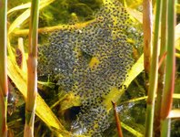 Spring2025Frog1.jpg