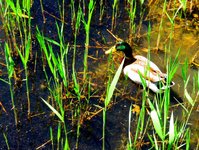 Spring2025Frog2.jpg
