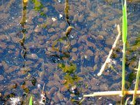 Spring2025Frog3.jpg