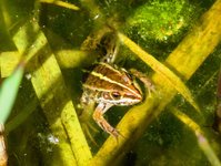 Spring2025Frog4.jpg