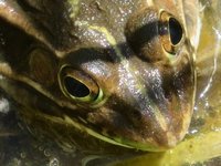 Spring2025Frog5.jpg