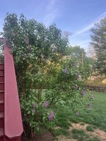 IMG_7950.jpeg
