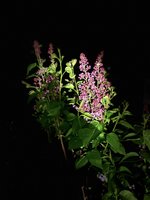 IMG_8012.jpeg