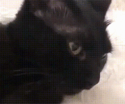 cat-blep-cat-tongue.gif