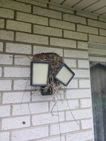 Bird Nest.jpg